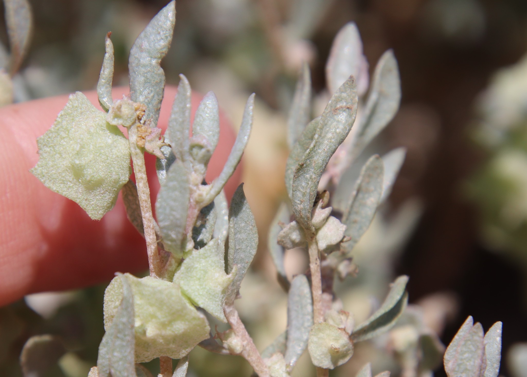 Atriplex lindleyi