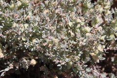 Atriplex lindleyi