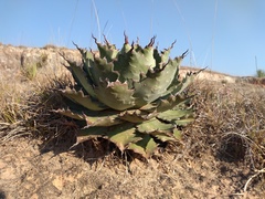 Agave nuusaviorum