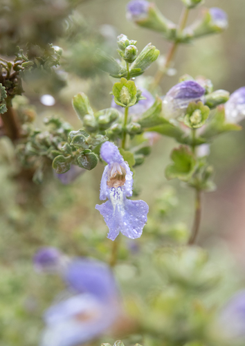 Salvia dentata, photograph 6