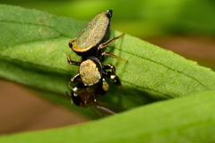 Sassacus barbipes