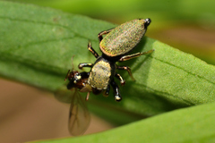 Sassacus barbipes