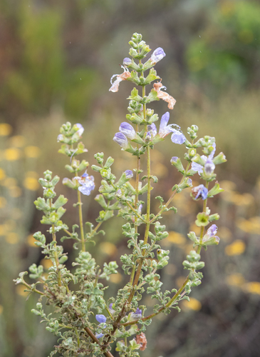 Salvia dentata, photograph 5
