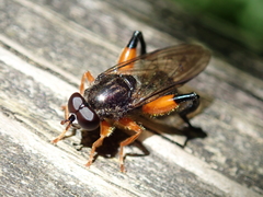 Chalcosyrphus curvaria