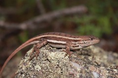 Sceloporus virgatus