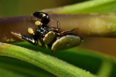 Sassacus barbipes