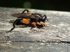 Chalcosyrphus curvaria