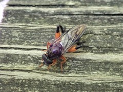 Chalcosyrphus curvaria
