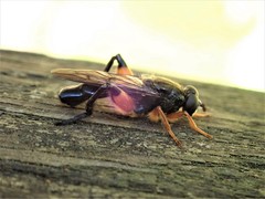 Chalcosyrphus curvaria