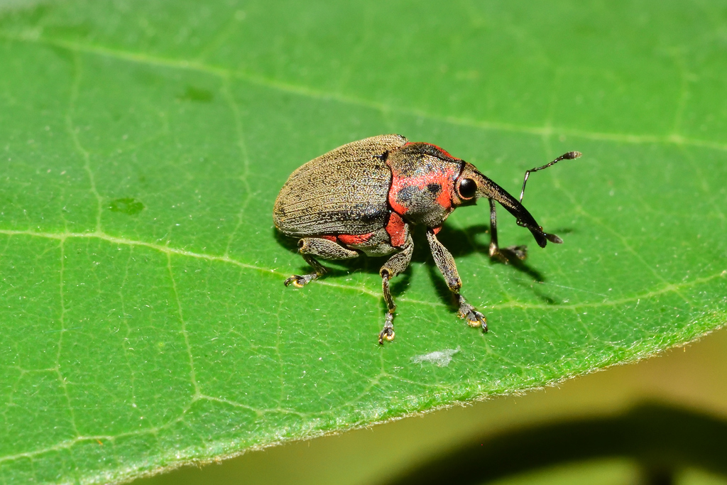 Optatus palmaris