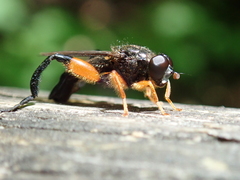 Chalcosyrphus curvaria