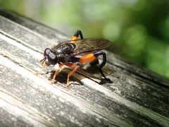 Chalcosyrphus curvaria