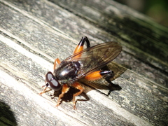 Chalcosyrphus curvaria