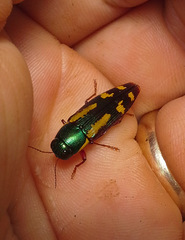 Buprestis rufipes