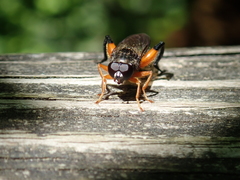 Chalcosyrphus curvaria