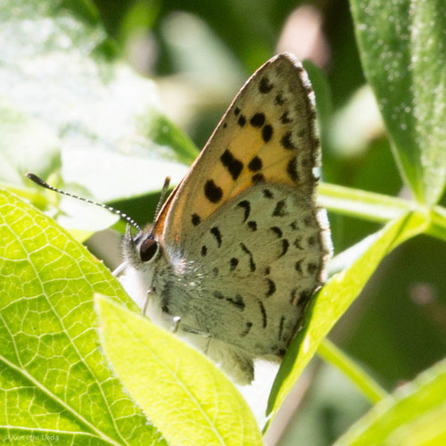iNaturalist observation photo of Mariposa Copper