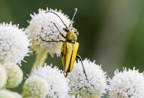 iNaturalist observation photo of Yellow Velvet Beetle