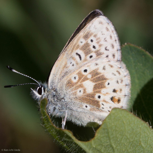iNaturalist observation photo of Sierra Blue