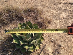 Agave nuusaviorum
