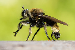 Laphria astur