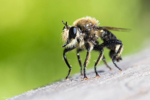 iNaturalist observation photo of Western Yellow-backed Laphria