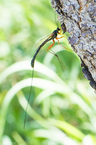 iNaturalist observation photo of Ephialtini
