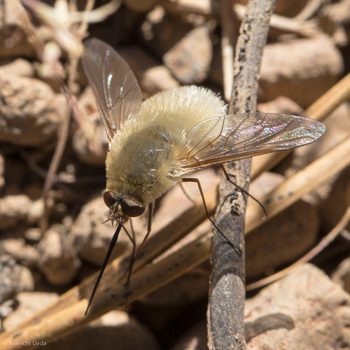iNaturalist observation photo of Woolly Bee Flies