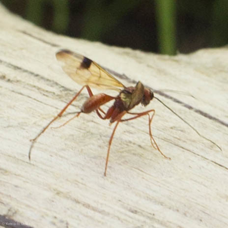 iNaturalist observation photo of Ichneumonid Wasps
