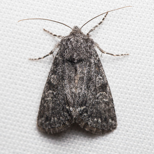 iNaturalist observation photo of Owlet Moths and Allies