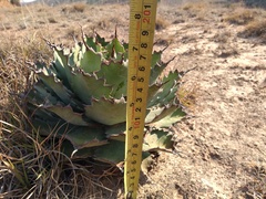 Agave nuusaviorum