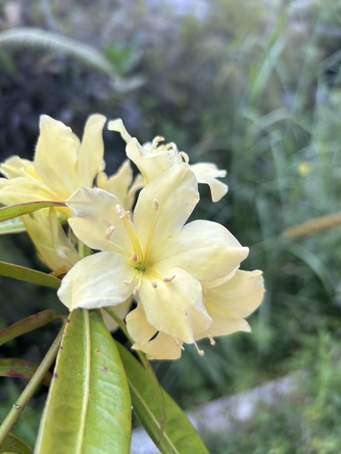 Rhododendron sessilifolium, photograph 3