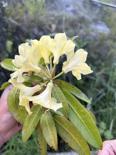 Rhododendron sessilifolium, photograph 4