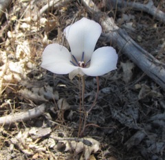Calochortus invenustus