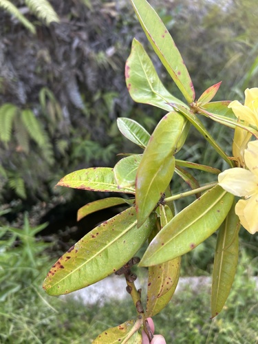 Rhododendron sessilifolium, photograph 1