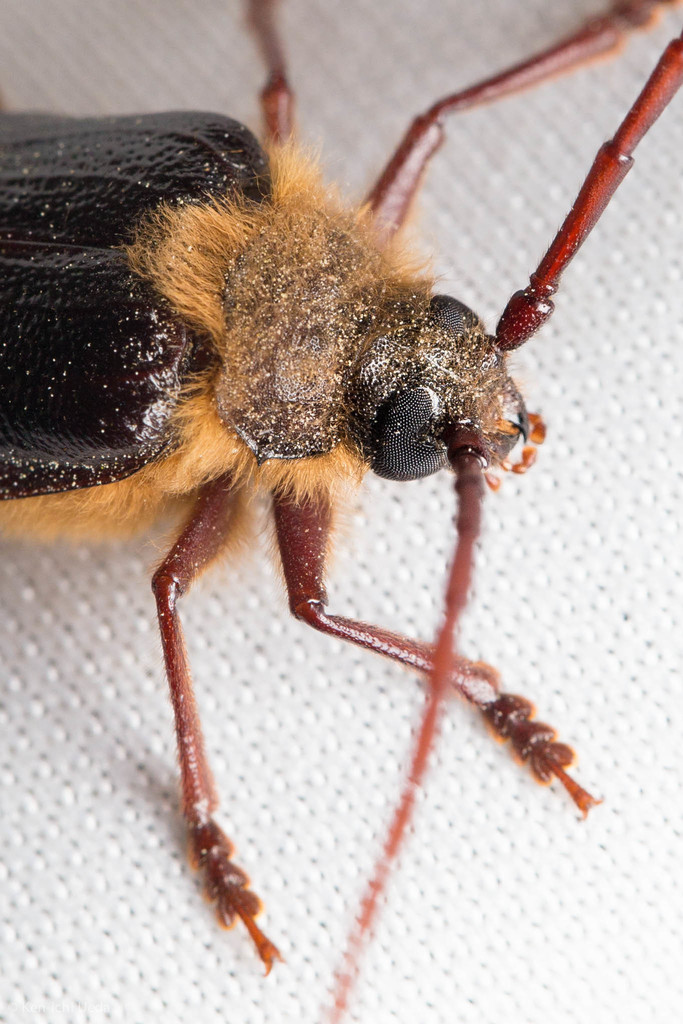 Tragosoma harrisii