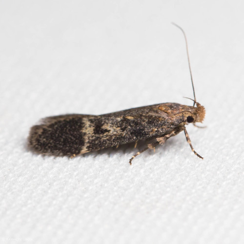 iNaturalist observation photo of Curved-horn Moths