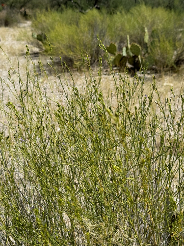 Heath Wrightwort (Carlowrightia linearifolia)