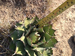 Agave nuusaviorum