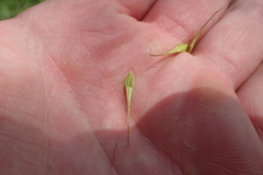 Rhynchospora macrostachya