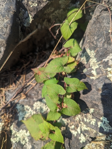 Parogonum ciliinode, photograph 5