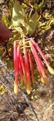 Tristerix penduliflorus