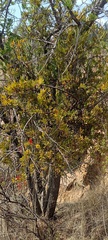 Tristerix penduliflorus, photograph Naturalist Tours, CC0, iNaturalist via GBIF