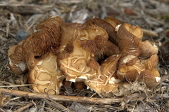 Agrocybe molesta