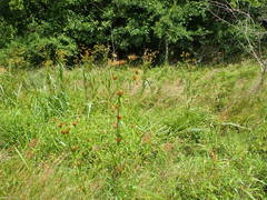 Rhynchospora macrostachya