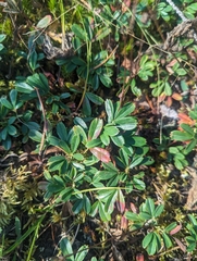 Sibbaldia tridentata