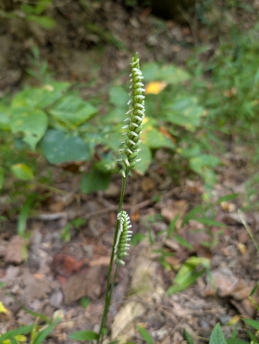 Image of Spiranthes ovalis by (c) John Abrams, some rights reserved (CC BY)