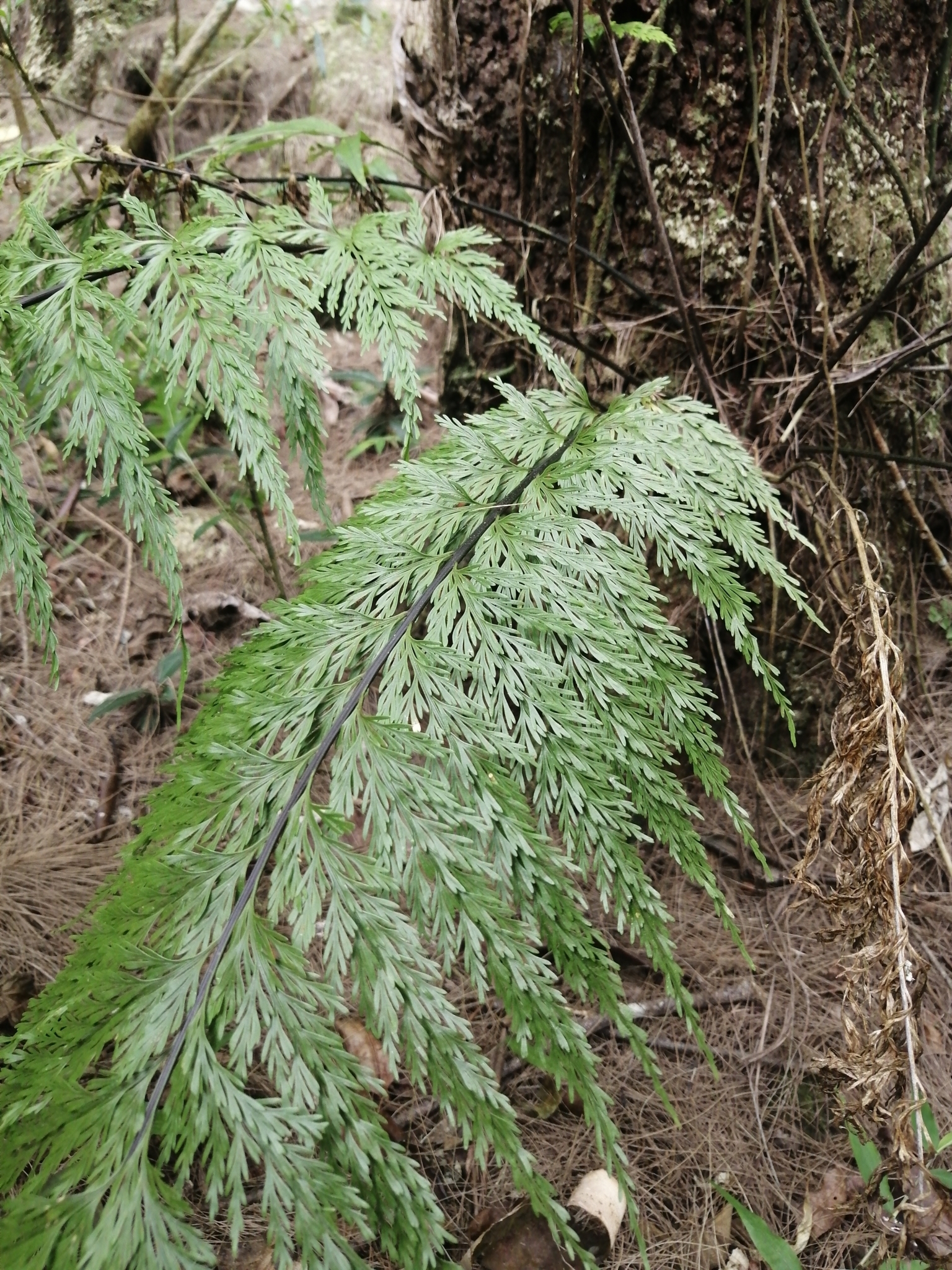 Asplenium daucifolium