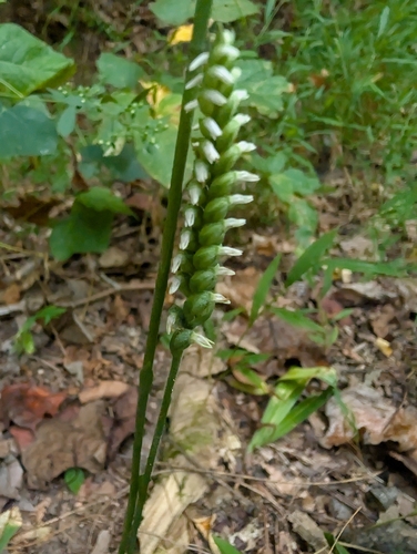 Image of Lesser ladies'-tresses by (c) John Abrams, some rights reserved (CC BY)