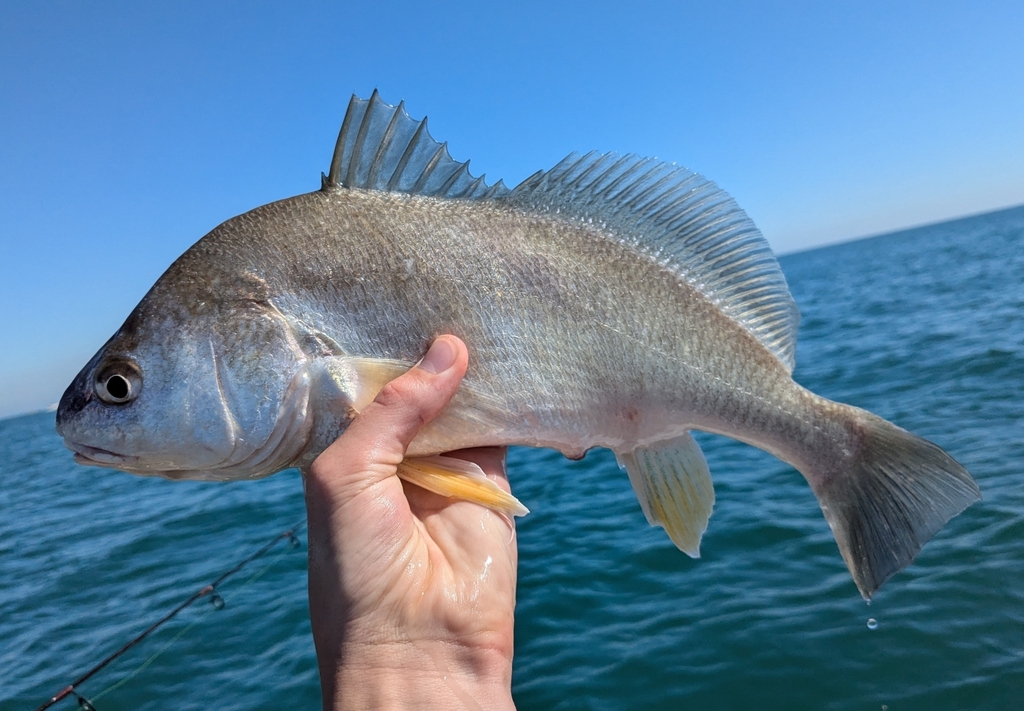 Photo of a Freshwater Drum