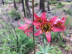 Lilium bolanderi